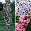 Prunus ser. Amanogawa, zuilsierkers