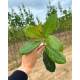 Prunus laurocerasus Etna blad
