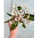 glansmispel bloem