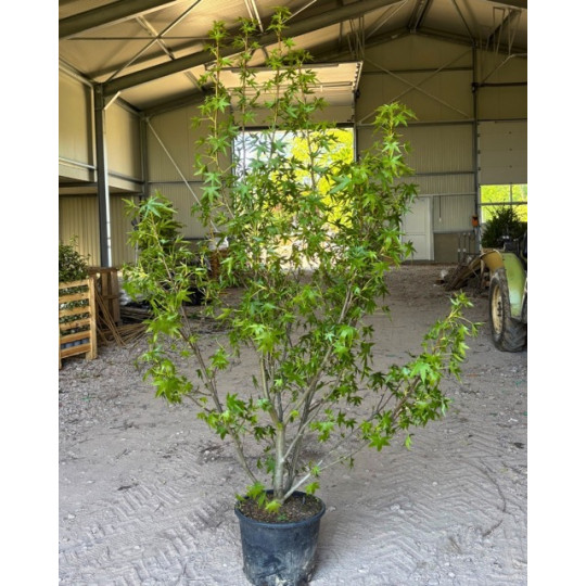 Meerstammige amberboom worplesdon
