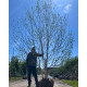 Meerstammige Witte Berk kopen? | Betula Utilis bij Vinkbomen