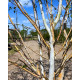 Meerstammige Witte Berk kopen? | Betula Utilis bij Vinkbomen