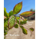 Parrotia persica Vanessa lente blad