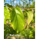 Parrotia persica Vanessa zomer