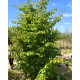 Parrotia persica Vanessa