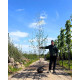 Betula utilis Doorenbos