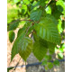 Betula utilis Doorenbos blad
