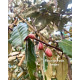 Olijfwilg als haag – Wintergroen, sterk & stijlvol | Vinkbomen