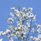 beverboom bloesem