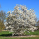 magnolia boom volgroeid
