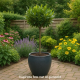 Laurierkers (Otto Luyken) | Elegante, groenblijvende boom