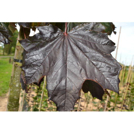 Acer platanoides Royal Red, Rode esdoorn