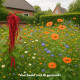 DCM bloemenmengsel tuinvogels bestellen