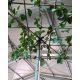 Tilia Pallida rek