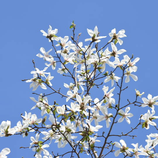 magnolia bloesem