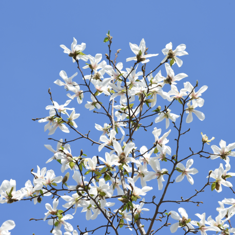 magnolia bloesem