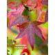 herfstkleur meerstammige amberboom