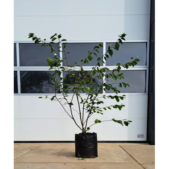 meerstammige krentenboom