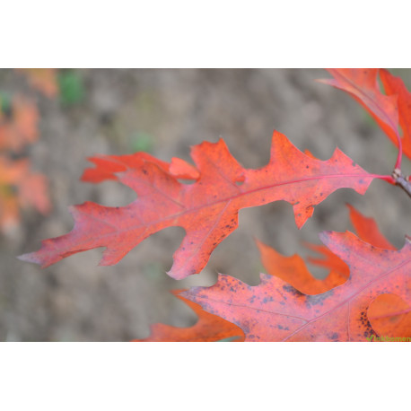 Lei eik, Quercus Robur