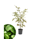 Groene beukenhaag, Fagus sylvatica