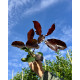 blad red robin
