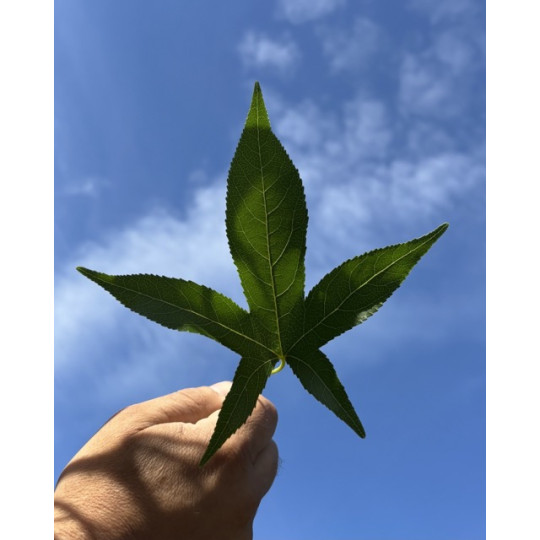 Liquidambar 'Slender Silhouette' blad