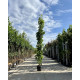 Liquidambar 'Slender Silhouette'