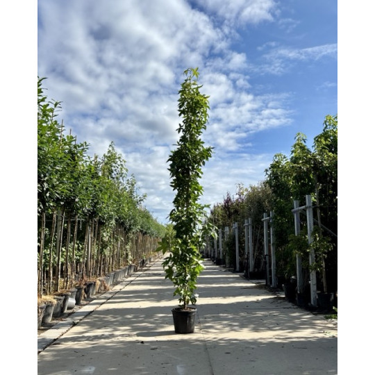Liquidambar 'Slender Silhouette'