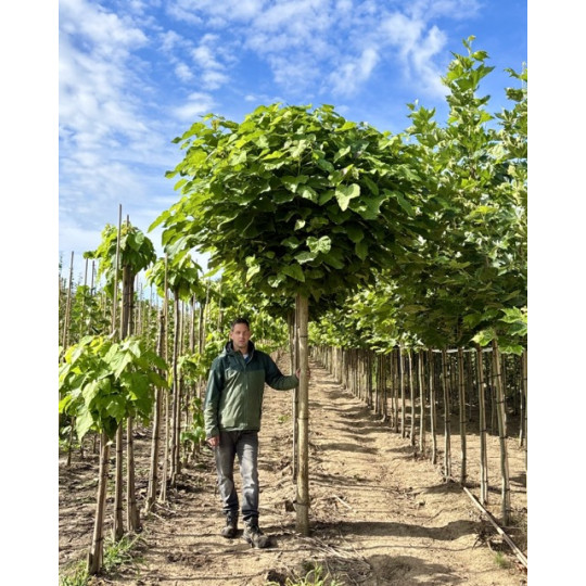 bolcatalpa