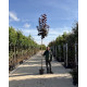 Acer platanoides Royal Red