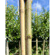 bast Acer platanoides Royal Red