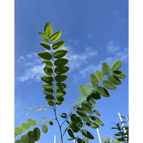 blad bolacacia
