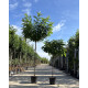 Bolacacia kopen? | Prachtige bolboom bij Vinkbomen