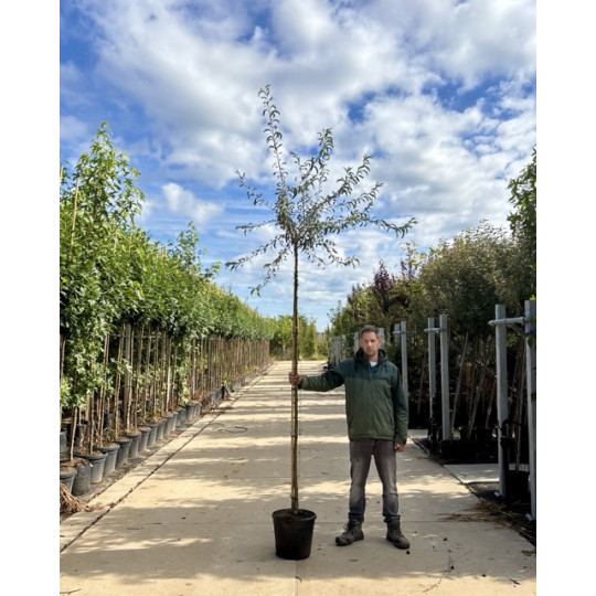 Pyrus salicifolia Pendula