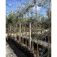 Pyrus salicifolia Pendula op de kwekerij