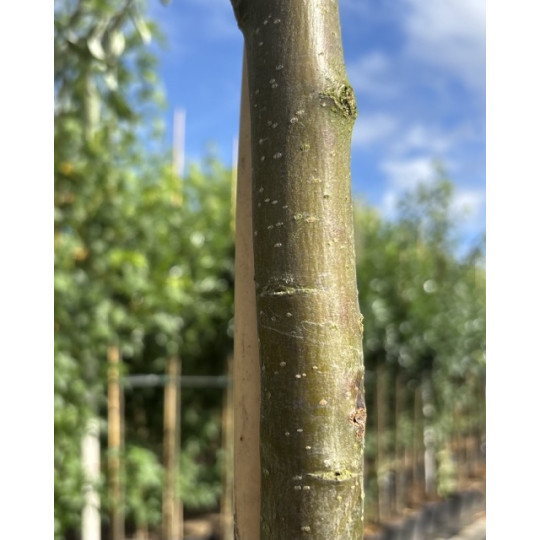 Pyrus salicifolia Pendula bast