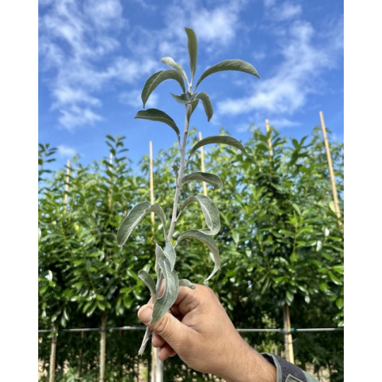 Pyrus salicifolia Pendula blad
