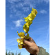 goudiep blad