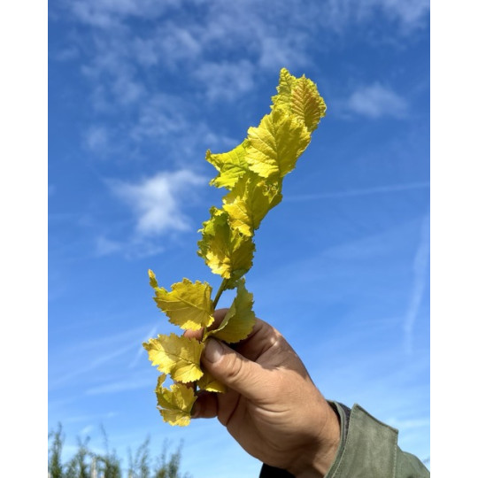 goudiep blad