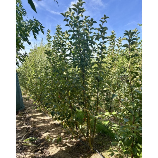 Malus red Sentinel struik