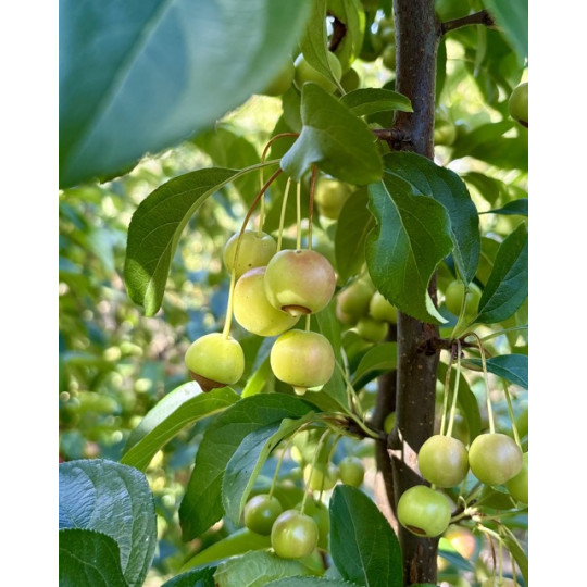 Malus red Sentinel appel
