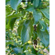 Malus red Sentinel struik blad