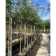 kwekerij Gleditsia triacanthos Sunburst