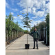 Gleditsia triacanthos Sunburst verhouding