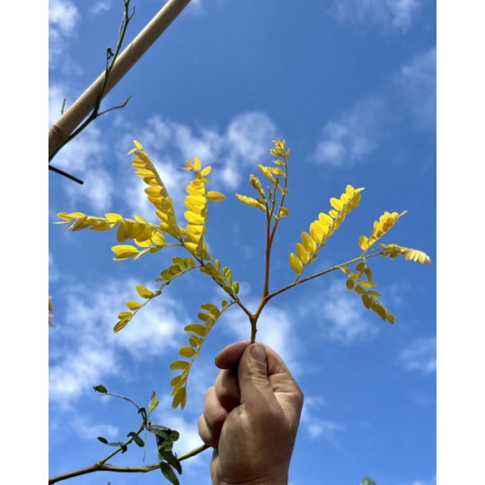 blad van de sunburst
