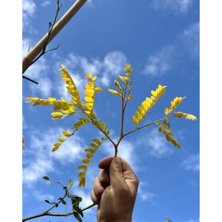 blad van de sunburst