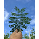 groene bladeren Gleditsia triacanthos Sunburst