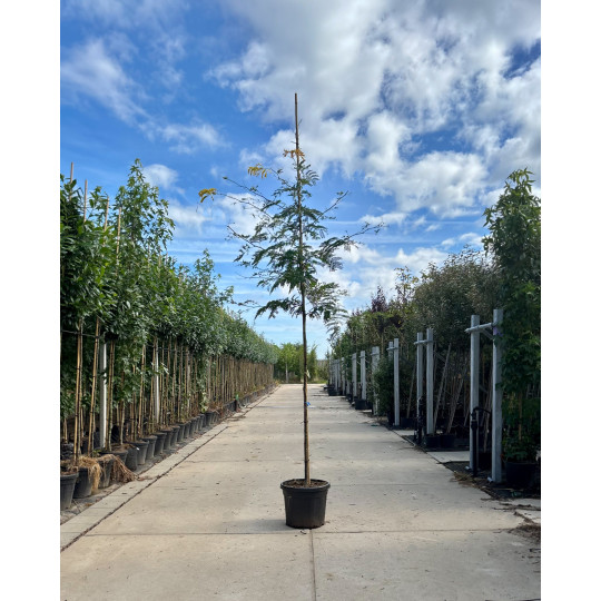 Gleditsia triacanthos Sunburst