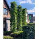 zuilamberbomen in de tuin