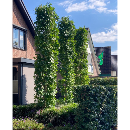 zuilamberbomen in de tuin
